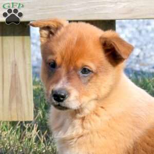 Ginger, Blue Heeler – Australian Cattle Dog Puppy