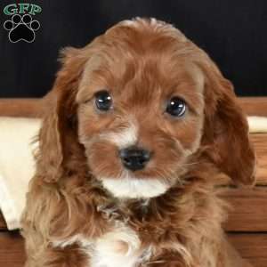 Ginger, Cavapoo Puppy