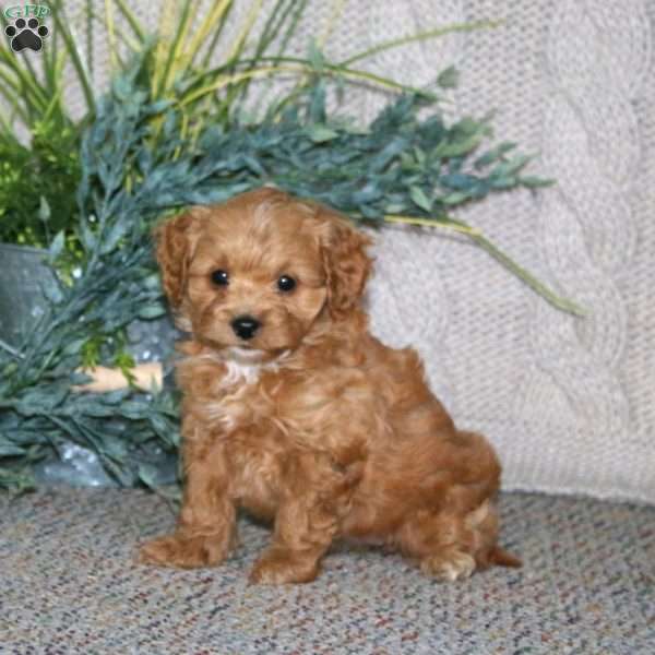 Ginger, Cockapoo Puppy