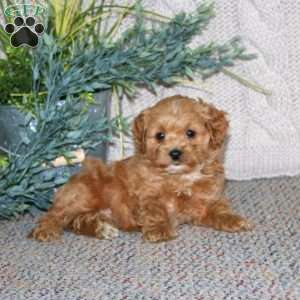 Ginger, Cockapoo Puppy