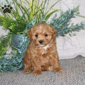 Ginger, Cockapoo Puppy