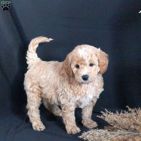 Gizmo, Mini Goldendoodle Puppy