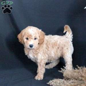 Gizmo, Mini Goldendoodle Puppy