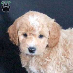 Gizmo, Mini Goldendoodle Puppy