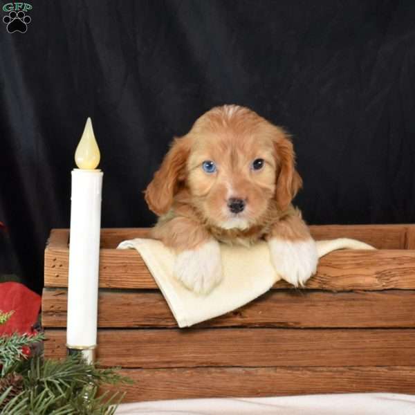 Glacier, Cavapoo Puppy