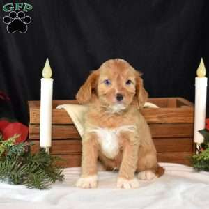 Glacier, Cavapoo Puppy