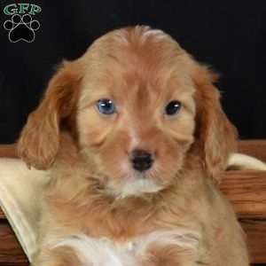 Glacier, Cavapoo Puppy
