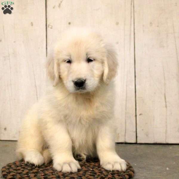 Gloria, English Cream Golden Retriever Puppy