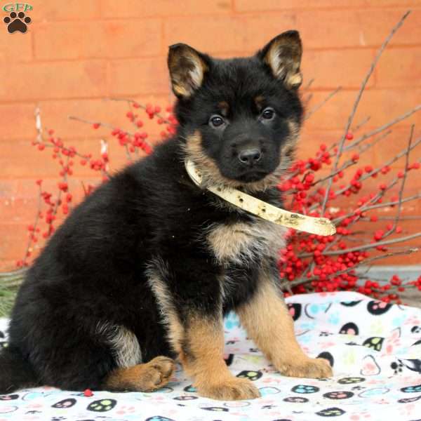 Gloria, German Shepherd Puppy