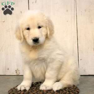 Gloria, English Cream Golden Retriever Puppy
