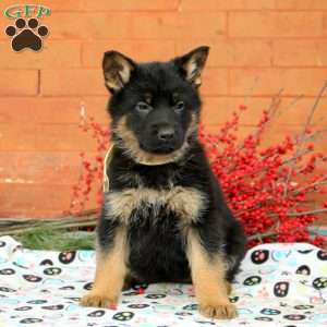 Gloria, German Shepherd Puppy