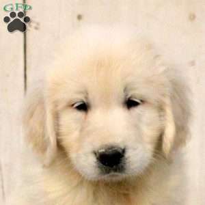 Gloria, English Cream Golden Retriever Puppy