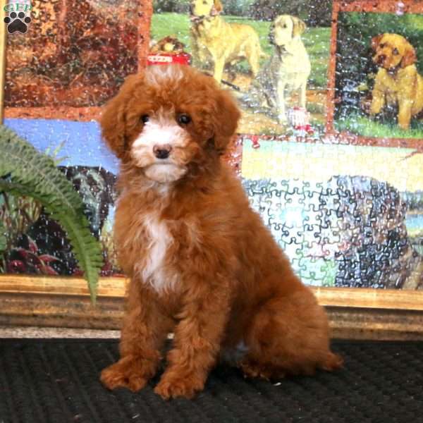 Gloria, Miniature Poodle Puppy