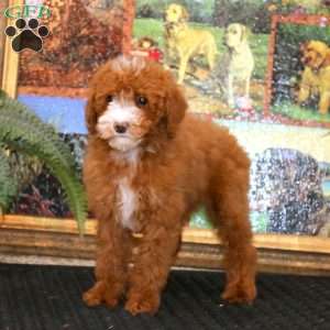 Gloria, Miniature Poodle Puppy