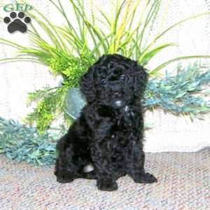 Gloria, Cockapoo Puppy