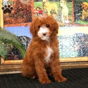 Gloria, Miniature Poodle Puppy