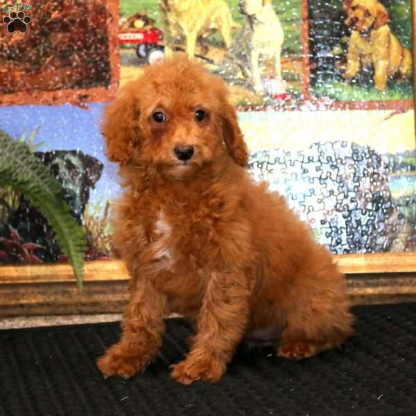 Glow, Miniature Poodle Puppy