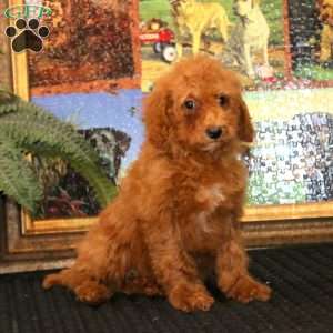 Glow, Miniature Poodle Puppy