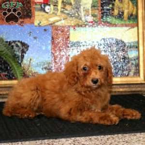 Glow, Miniature Poodle Puppy