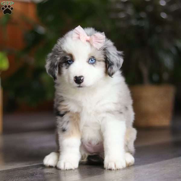 Godiva, Miniature Australian Shepherd Puppy