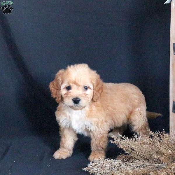Goldie, Mini Goldendoodle Puppy