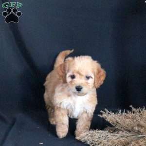 Goldie, Mini Goldendoodle Puppy