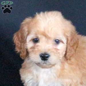 Goldie, Mini Goldendoodle Puppy