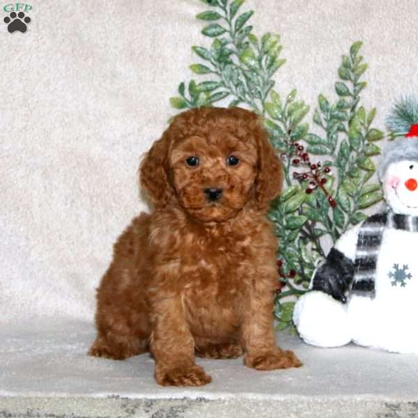 Goldie, Miniature Poodle Puppy