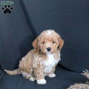 Goose, Mini Goldendoodle Puppy