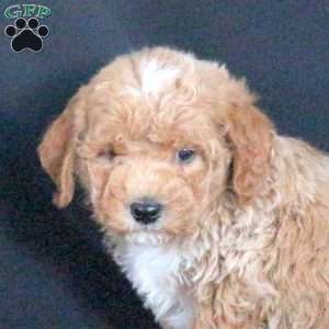 Goose, Mini Goldendoodle Puppy