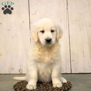 Grace, English Cream Golden Retriever Puppy