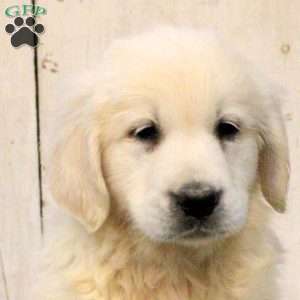 Grace, English Cream Golden Retriever Puppy