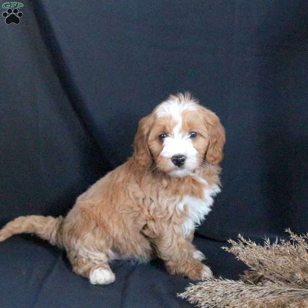 Gracie, Mini Goldendoodle Puppy
