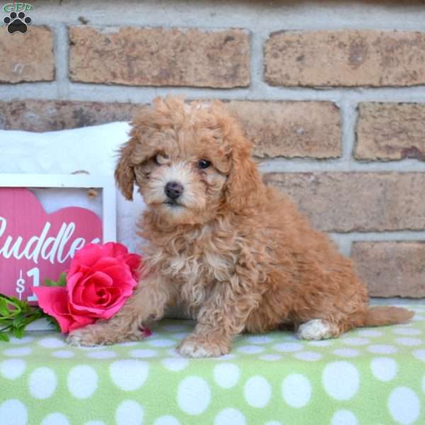 Gracie, Miniature Poodle Puppy
