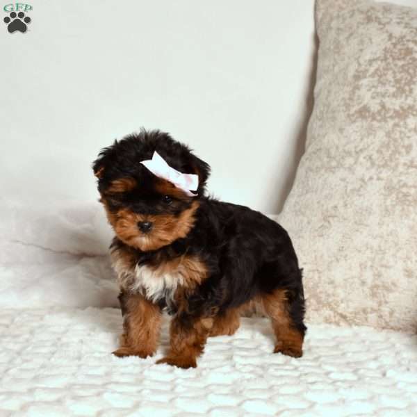 Gracie, Yorkie Poo Puppy
