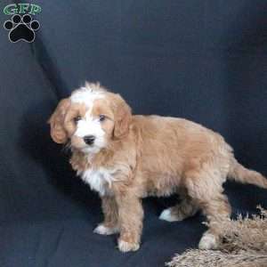 Gracie, Mini Goldendoodle Puppy