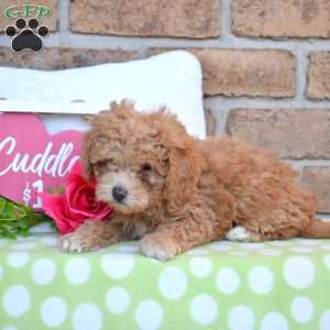 Gracie, Miniature Poodle Puppy