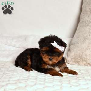 Gracie, Yorkie Poo Puppy