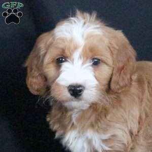 Gracie, Mini Goldendoodle Puppy