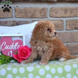 Gracie, Miniature Poodle Puppy
