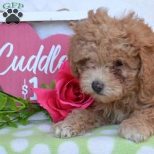 Gracie, Miniature Poodle Puppy