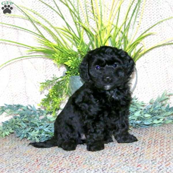 Gracie, Cockapoo Puppy