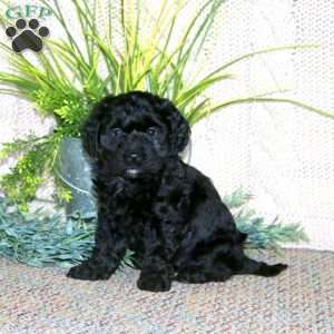 Gracie, Cockapoo Puppy