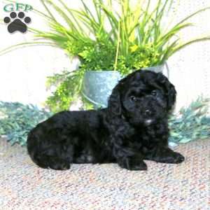 Gracie, Cockapoo Puppy