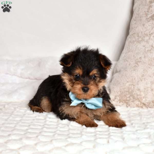 Graham, Yorkie Poo Puppy