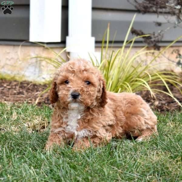 Graham, Mini Goldendoodle Puppy