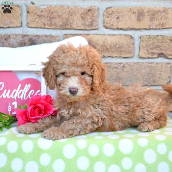 Graham, Miniature Poodle Puppy