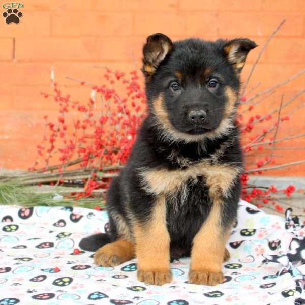 Graham, German Shepherd Puppy