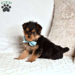 Graham, Yorkie Poo Puppy