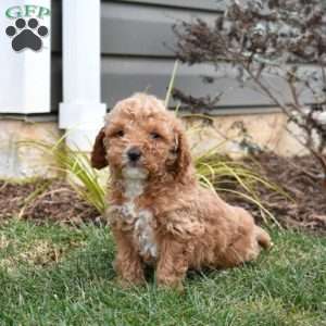 Graham, Mini Goldendoodle Puppy